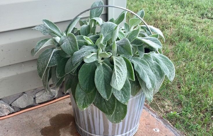 lambs ear plant​